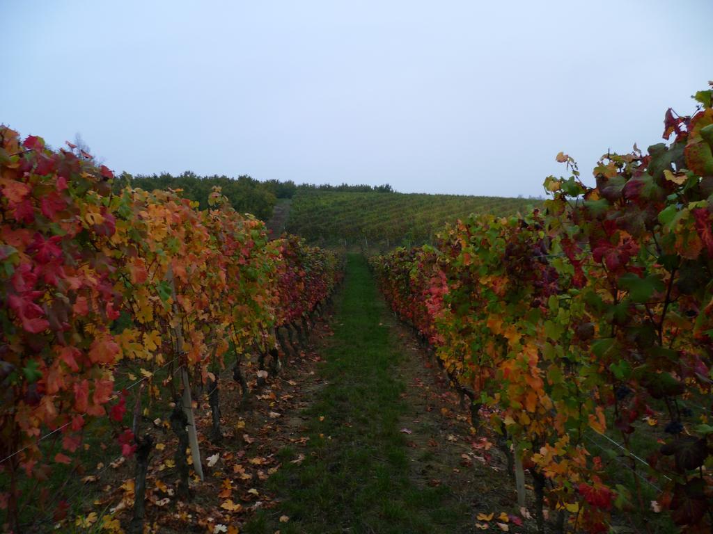 Bed & Breakfast Domus Langhe