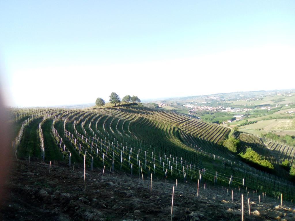 Domus Langhe Treiso