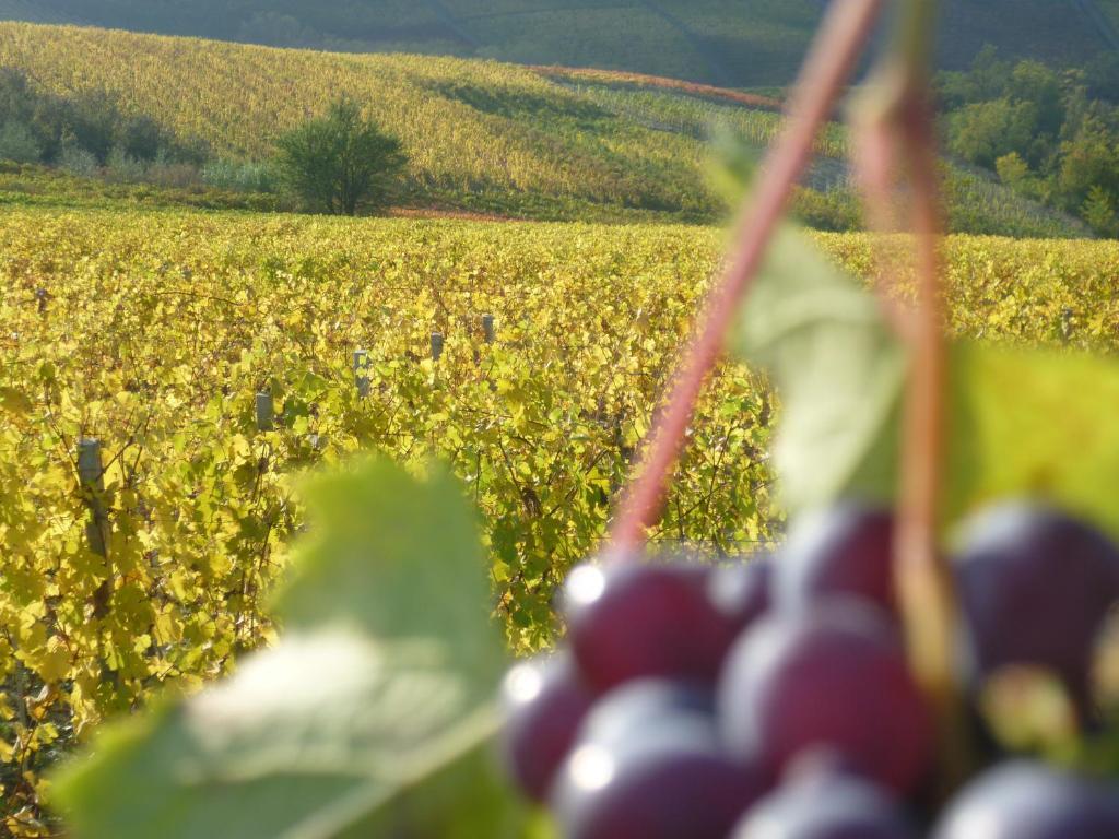 Domus Langhe 3*